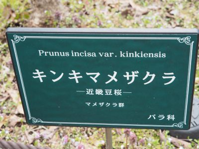 説明板＠植物園