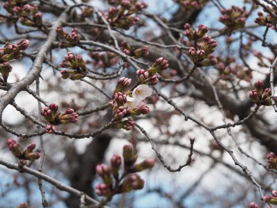 桜＠植物園