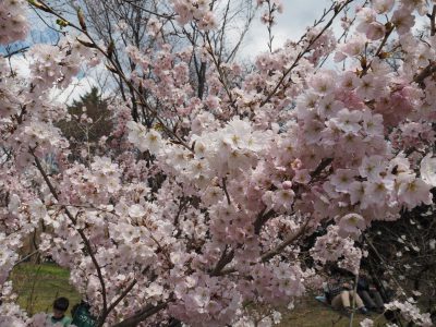 桜＠植物園