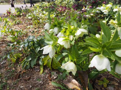 クリスマスローズ＠植物園