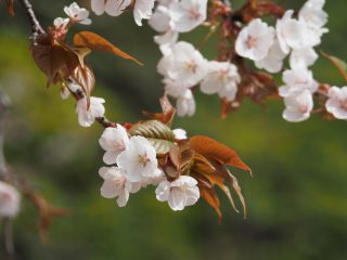 ヤマザクラ2