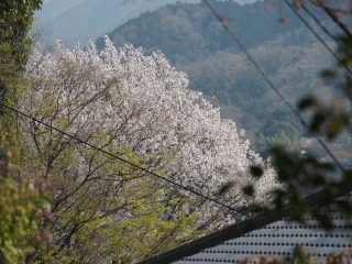 ヤマザクラ5