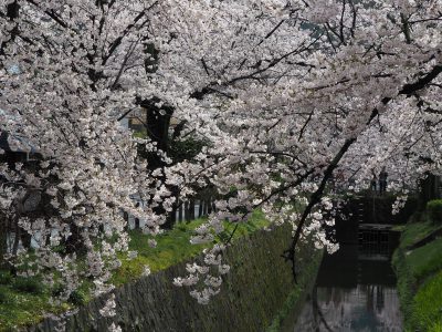 哲学の道