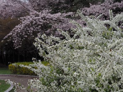 宝ヶ池公園