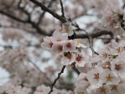 宝ヶ池公園