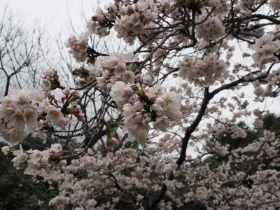 宝ヶ池公園