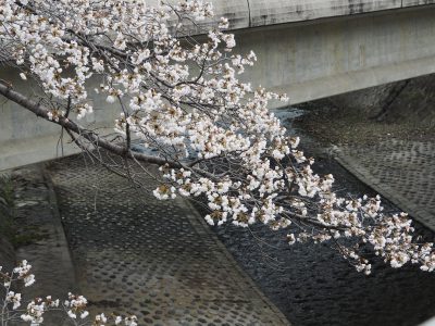 高野川