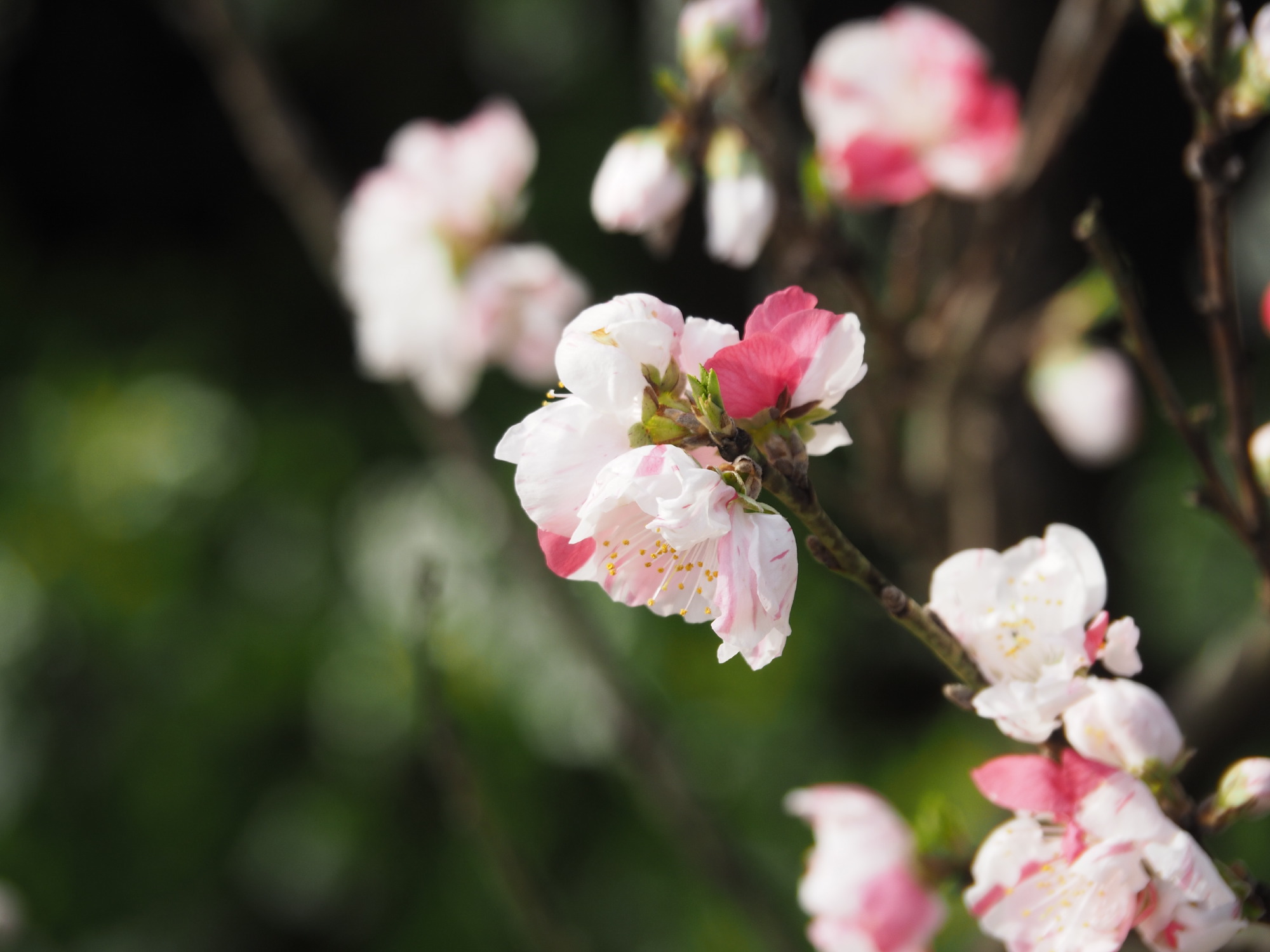 花桃その２