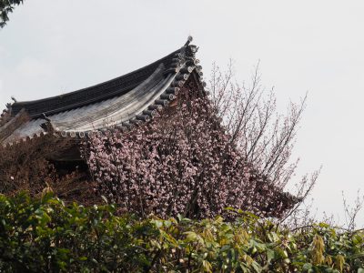 西雲院