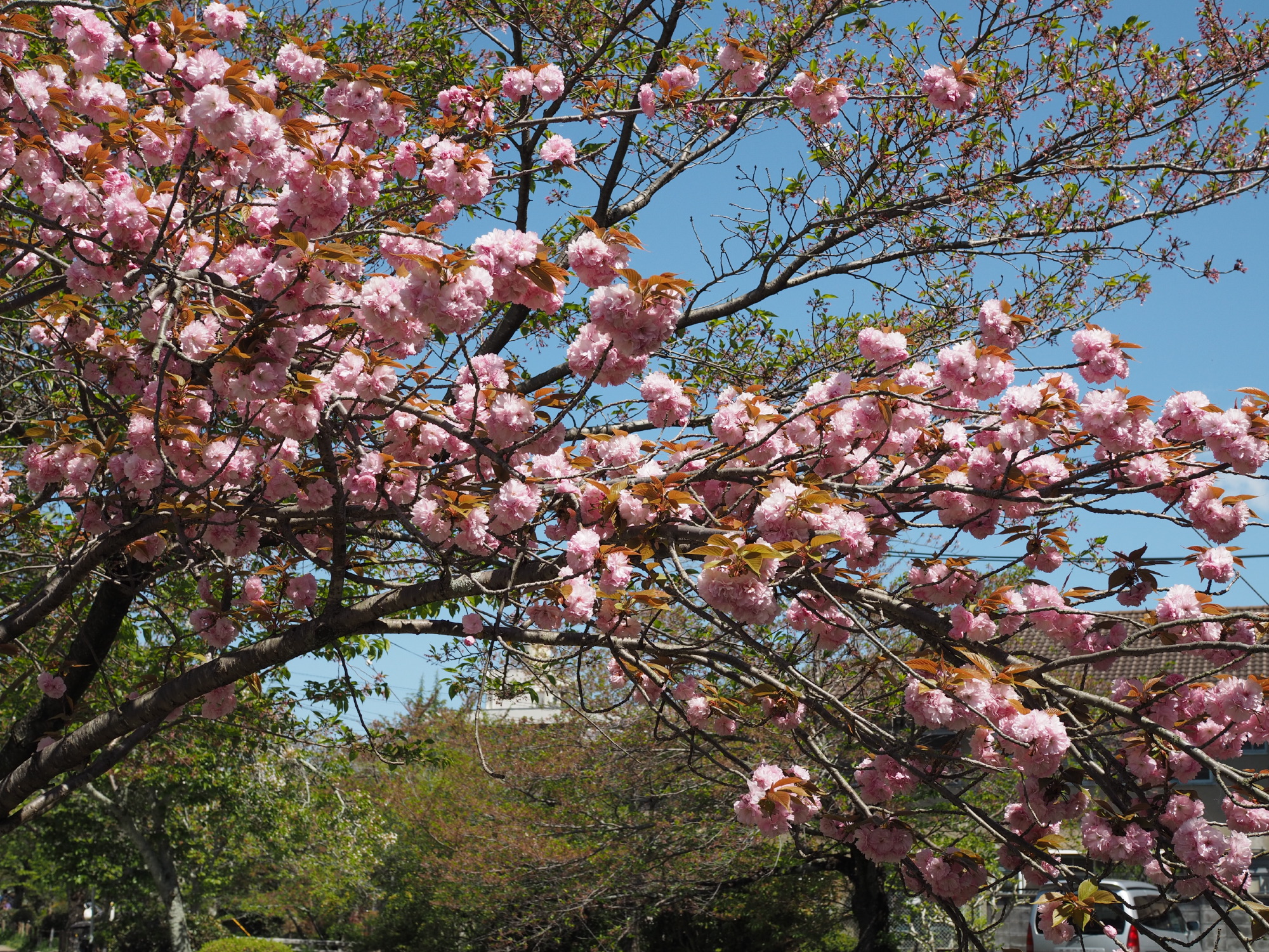 八重桜＠哲学の道