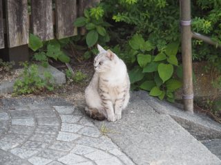 尾道