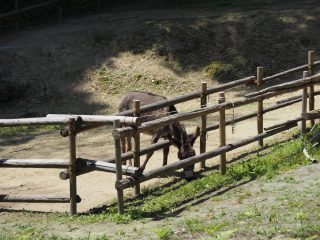 神勝寺／ロバの一休さん