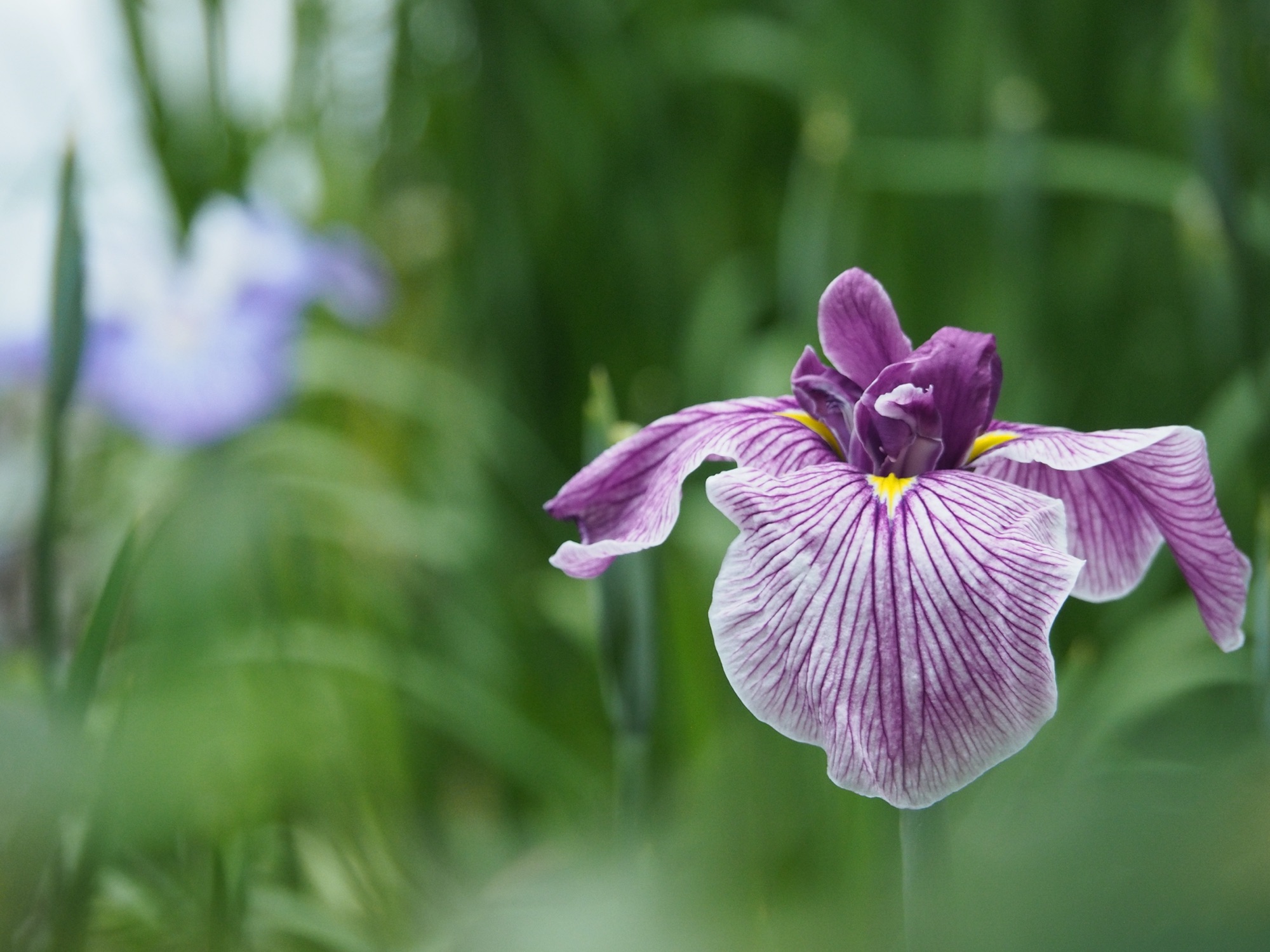 花菖蒲２