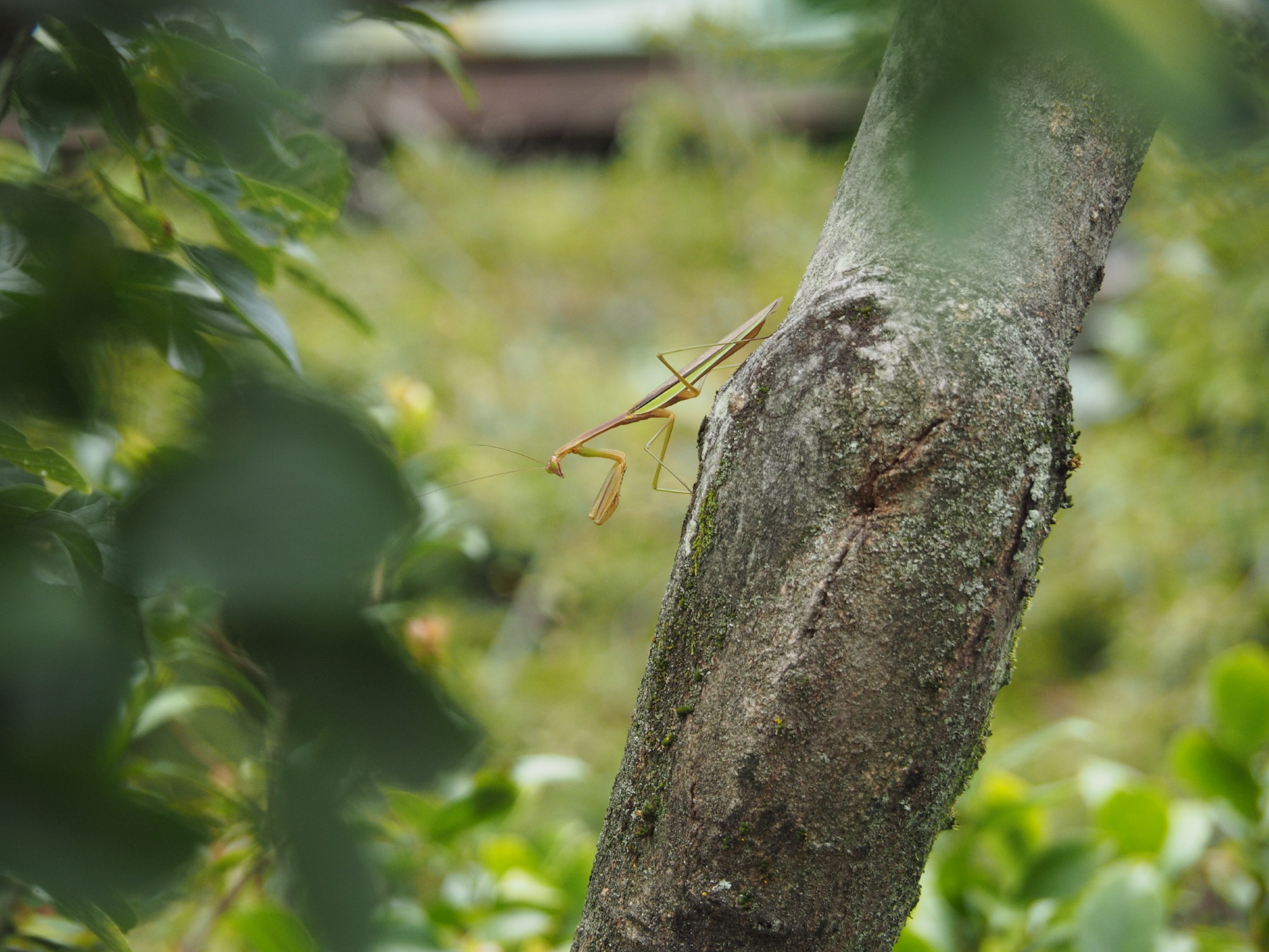 助っ人カマキリ