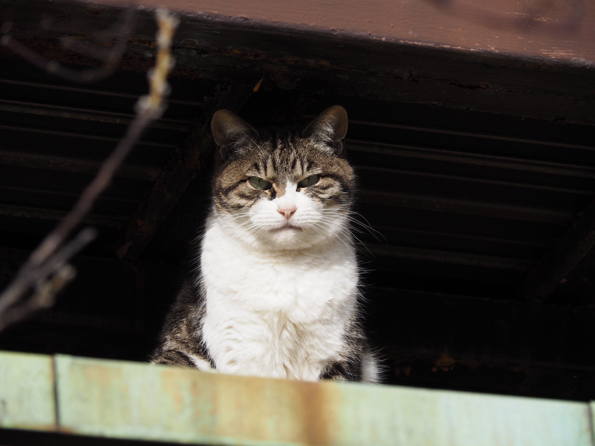 ニャンニャン