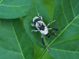 アシナガオニゾウムシ