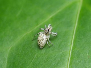 メスジロハエトリ♀