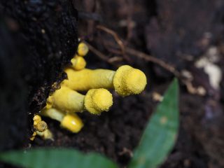 コガネキヌカラカサタケ幼菌？（2016年10月9日）