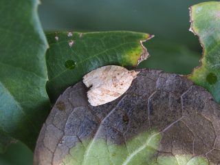 リンゴコカクモンハマキ（1.3cm）
