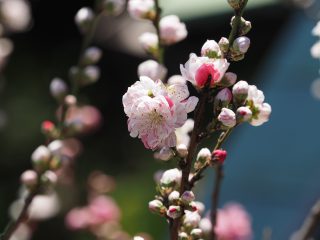ハナモモ「源平」（2015年4月2日）