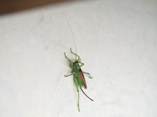 コロギス♀（2017年7月24日）