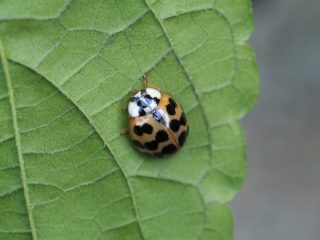 ナミテントウ