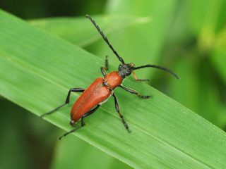 アカハナカミキリ
