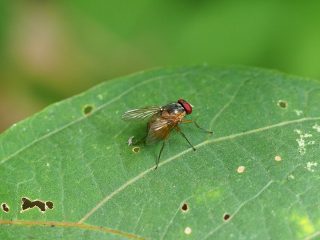 ヤドリバエの仲間（2017年7月14日）