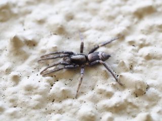 シノノメトンビグモ（2015年4月22日）