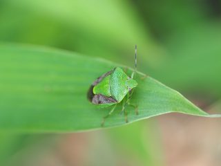 チャバネアオカメムシ