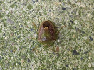 チャバネアオカメムシ