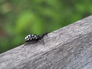 ヨコズナサシガメ