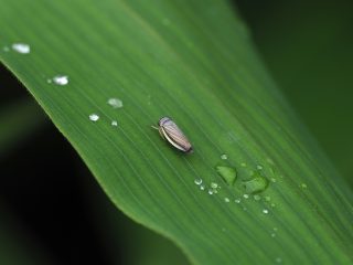 クサビヨコバイ？（野辺山）（2020年7月18日）