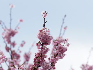 アンズ