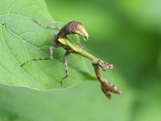 ヒメカマキリ幼虫