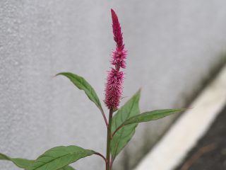 （2018年9月7日）