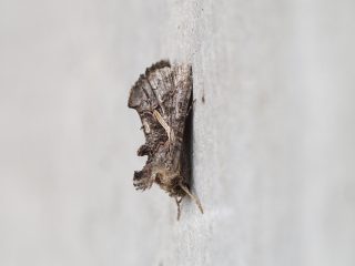 エゾギクキンウワバ（2cm）