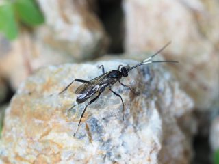 マツムラトガリヒメバチ（2015年6月1日）