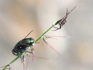カトウツケオグモ♂（2015年10月10日）