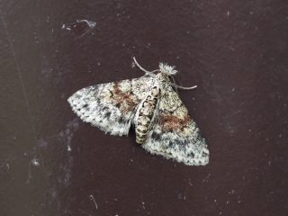 セニジモンアツバ（1.3cm）
