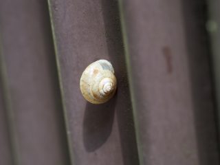 殻を拡張中（2015年8月9日）