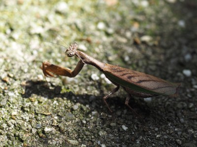 ヒメカマキリ（2014年10月7日）