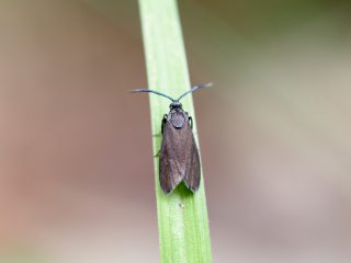ウスグロマダラ♀（2021年6月22日）