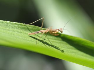 オオカマキリ幼虫