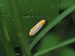 マエグロホソバ♂（2cm）