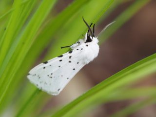 アカハラゴマダラヒトリ♂（2014年7月4日）