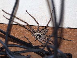 アシダカグモ♂（2015年8月26日）
