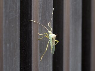 ミナミトゲヘリカメムシ横側（2017年4月6日）