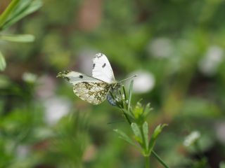 ツマキチョウ♀産卵（2018年4月4日）