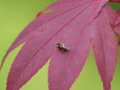マダラメバエ
